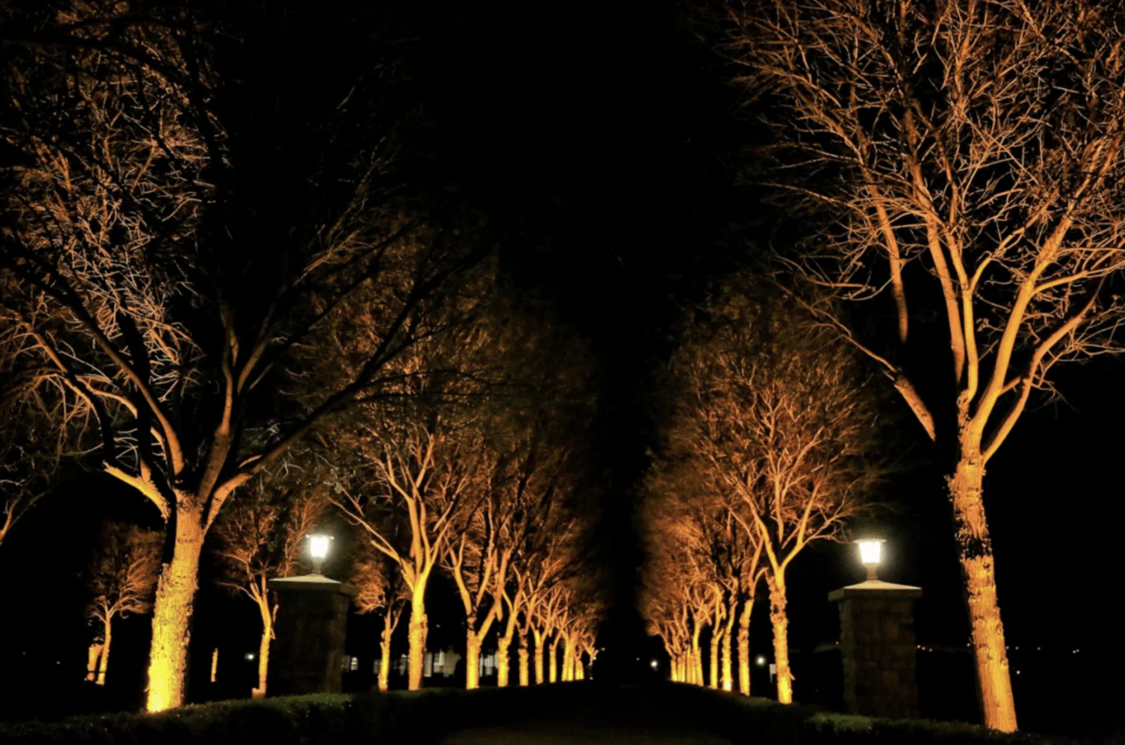 Outdoor tree up lighting